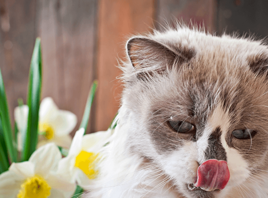 Breeder Ragdolls White cat