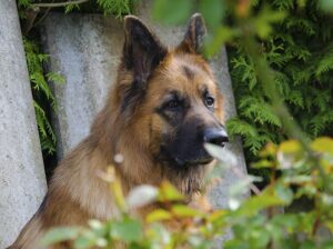 German Shepherd Female